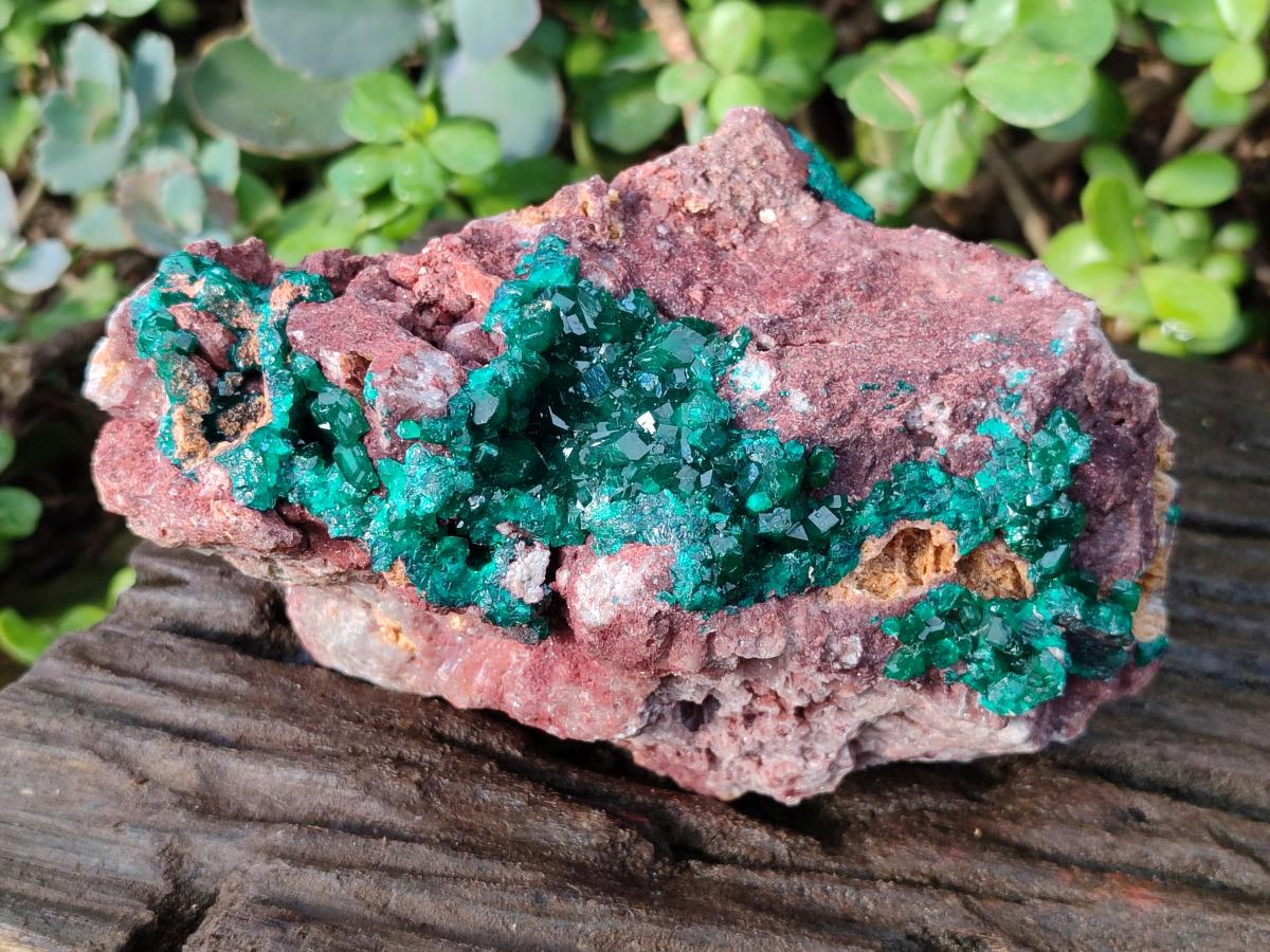 Natural Large Cabinet Size Dioptase on Dolomite Specimen x 1 From Mashamba East Mine, Congo