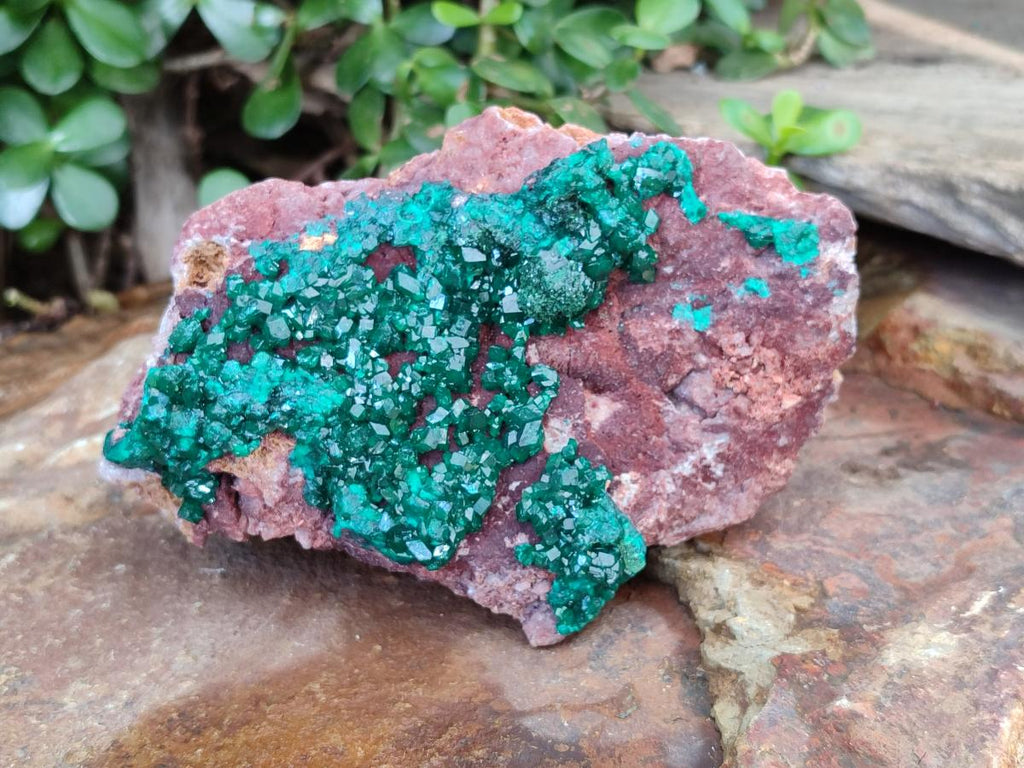 Natural Large Cabinet Size Dioptase on Dolomite Specimen x 1 From Mashamba East Mine, Congo