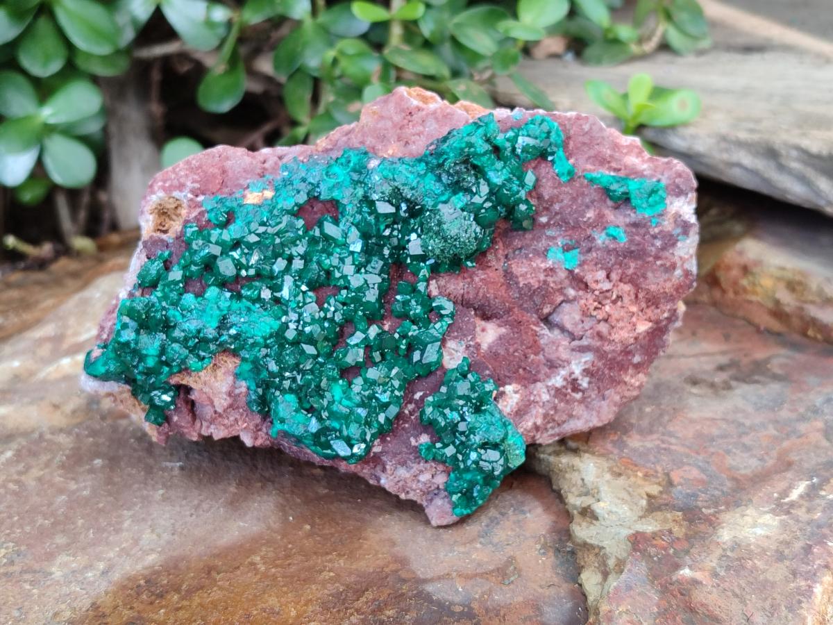 Natural Large Cabinet Size Dioptase on Dolomite Specimen x 1 From Mashamba East Mine, Congo