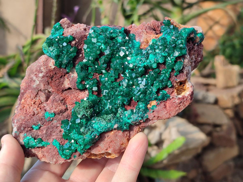 Natural Large Cabinet Size Dioptase on Dolomite Specimen x 1 From Mashamba East Mine, Congo