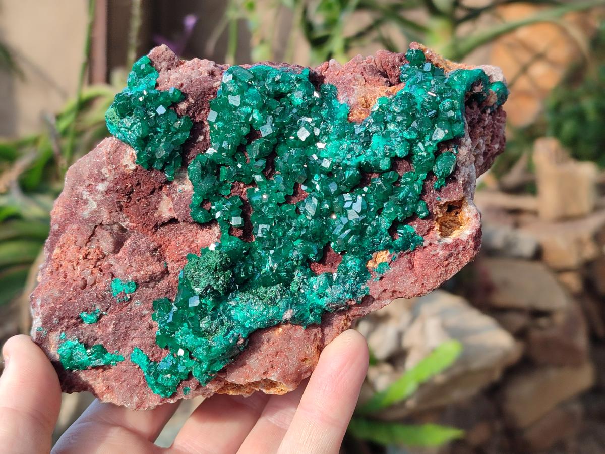 Natural Large Cabinet Size Dioptase on Dolomite Specimen x 1 From Mashamba East Mine, Congo