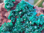Natural Large Cabinet Size Dioptase on Dolomite Specimen x 1 From Mashamba East Mine, Congo