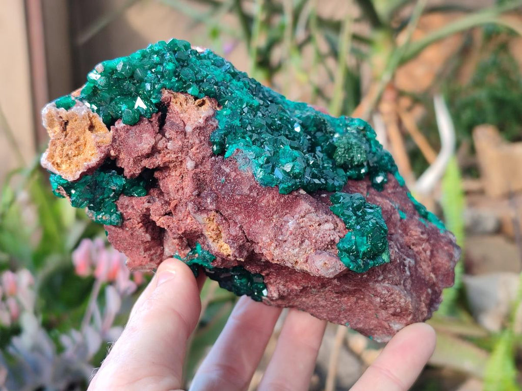 Natural Large Cabinet Size Dioptase on Dolomite Specimen x 1 From Mashamba East Mine, Congo