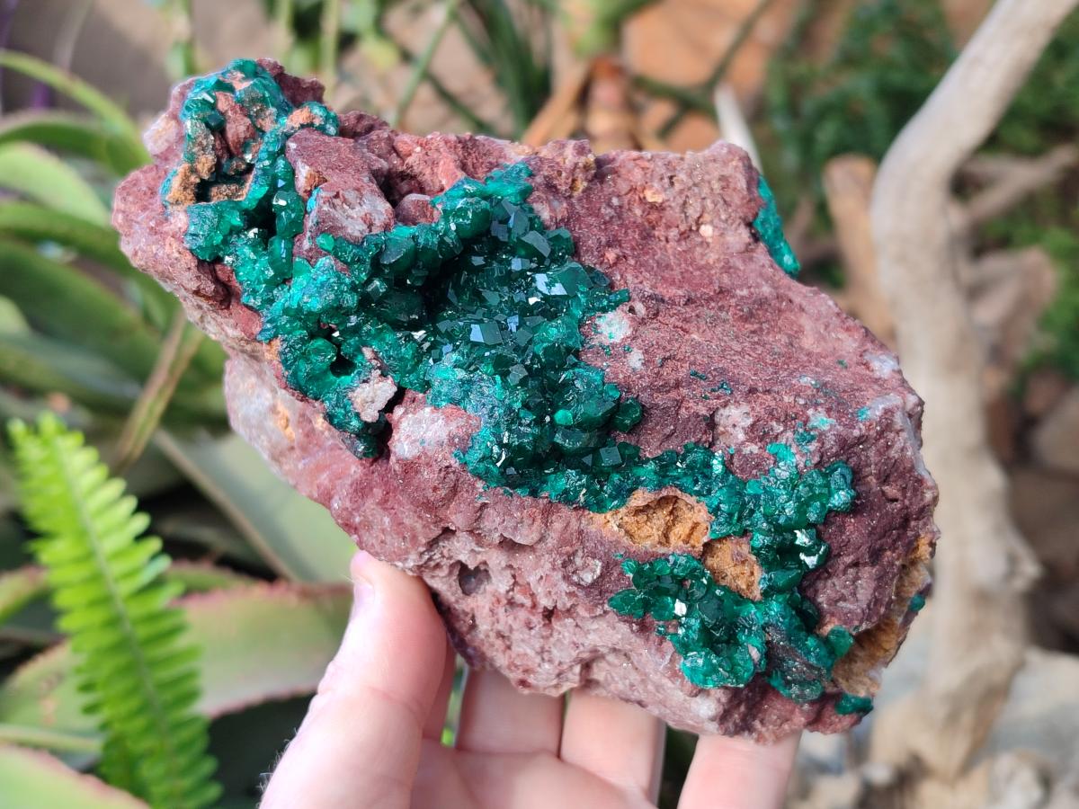 Natural Large Cabinet Size Dioptase on Dolomite Specimen x 1 From Mashamba East Mine, Congo