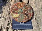 Hand Made Ammonite Conglomerate Table Coasters x 6 From Mahajanga, Madagascar