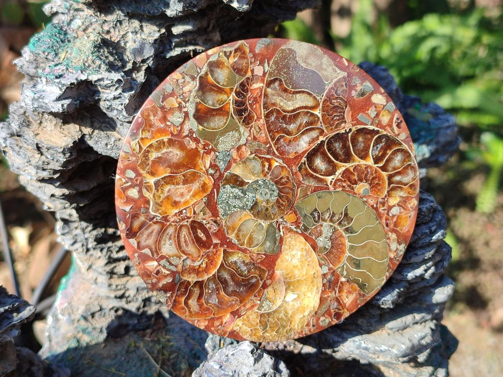 Hand Made Ammonite Conglomerate Table Coasters x 6 From Mahajanga, Madagascar