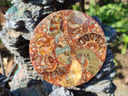 Hand Made Ammonite Conglomerate Table Coasters x 6 From Mahajanga, Madagascar