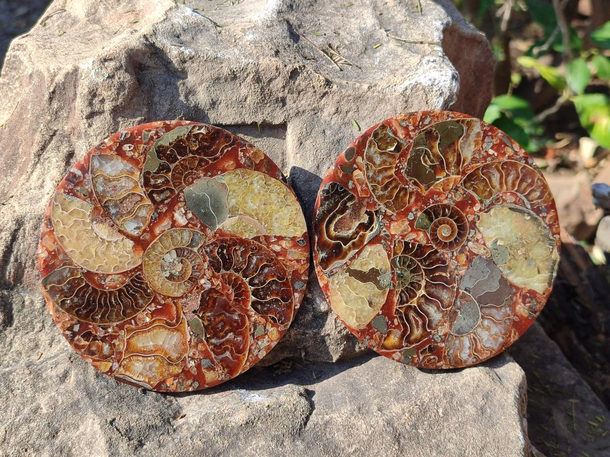 Hand Made Ammonite Conglomerate Table Coasters x 6 From Mahajanga, Madagascar