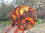 Hand Made Ammonite Conglomerate Table Coasters x 6 From Mahajanga, Madagascar
