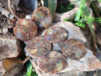 Hand Made Ammonite Conglomerate Table Coasters x 6 From Mahajanga, Madagascar