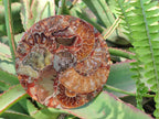 Hand Made Ammonite Conglomerate Table Coasters x 6 From Mahajanga, Madagascar