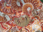 Hand Made Ammonite Conglomerate Table Coasters x 6 From Mahajanga, Madagascar