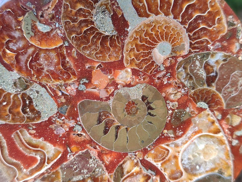 Hand Made Ammonite Conglomerate Table Coasters x 6 From Mahajanga, Madagascar