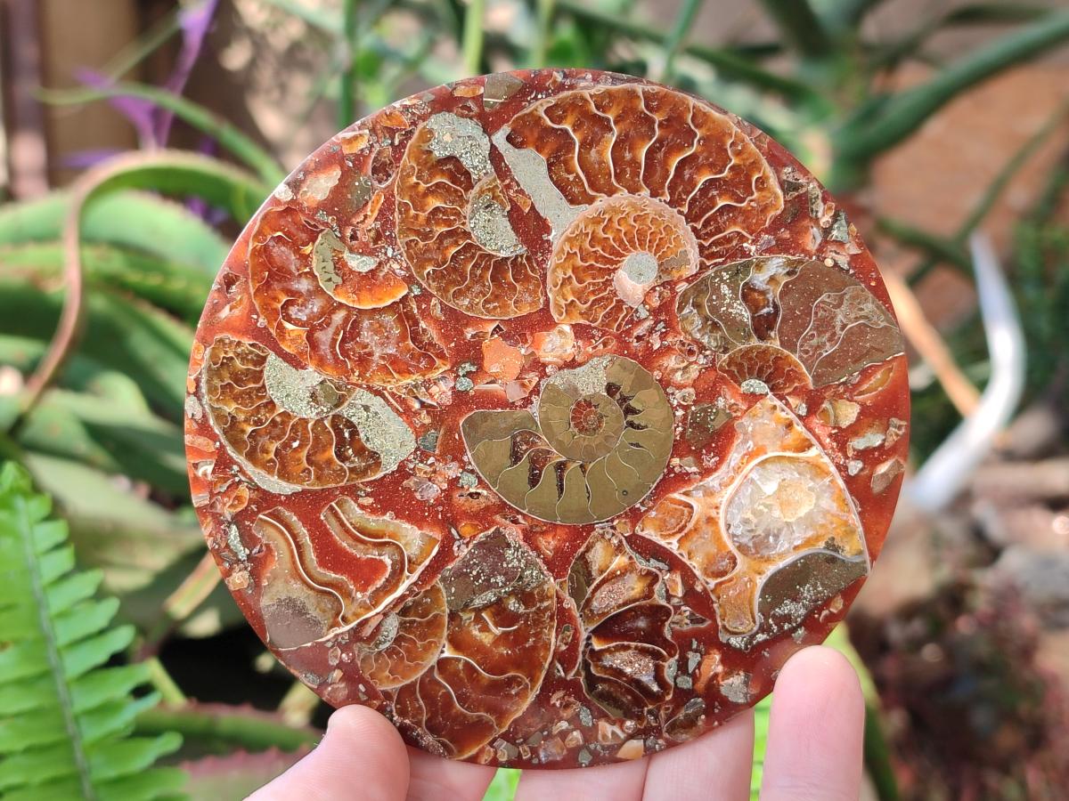 Hand Made Ammonite Conglomerate Table Coasters x 6 From Mahajanga, Madagascar
