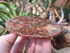 Hand Made Ammonite Conglomerate Table Coasters x 6 From Mahajanga, Madagascar