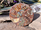 Hand Made Ammonite Conglomerate Table Coasters x 6 From Mahajanga, Madagascar