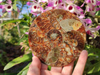 Hand Made Ammonite Conglomerate Table Coasters x 6 From Mahajanga, Madagascar