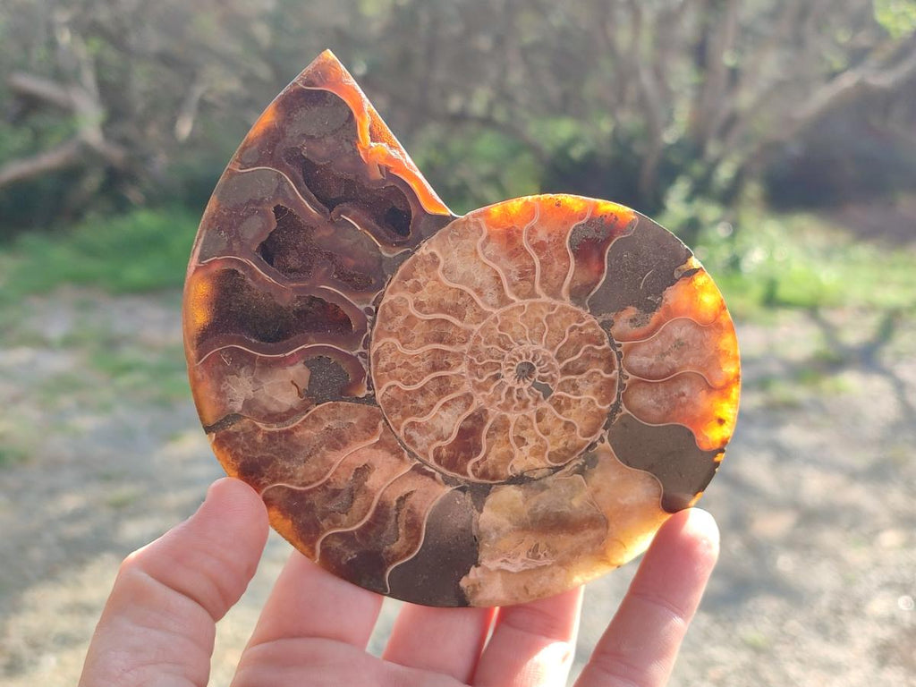 Polished and Natural Opalized Cleoniceras Ammonite Fossil Pairs x 2 From Tulear, Madagascar
