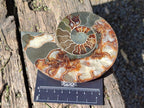 Polished and Natural Opalized Cleoniceras Ammonite Fossil Pairs x 2 From Tulear, Madagascar