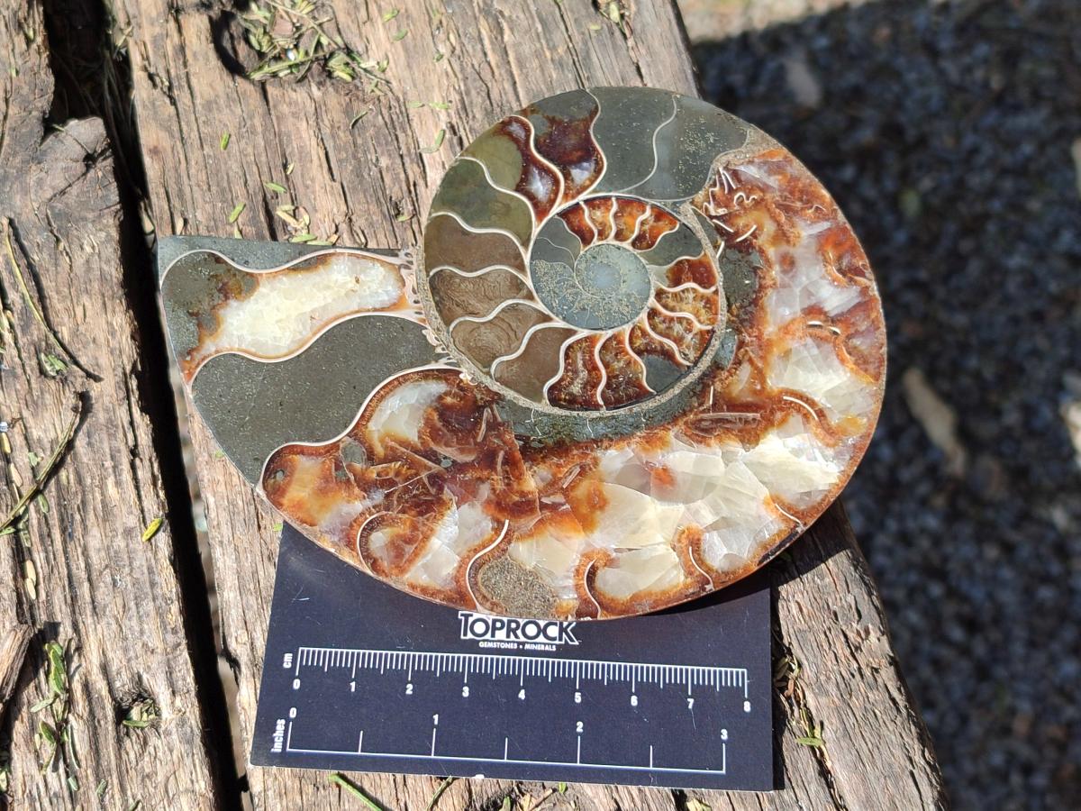 Polished and Natural Opalized Cleoniceras Ammonite Fossil Pairs x 2 From Tulear, Madagascar