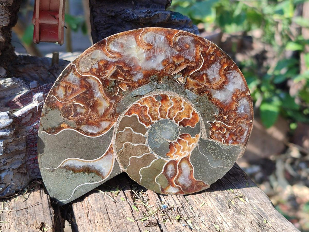Polished and Natural Opalized Cleoniceras Ammonite Fossil Pairs x 2 From Tulear, Madagascar