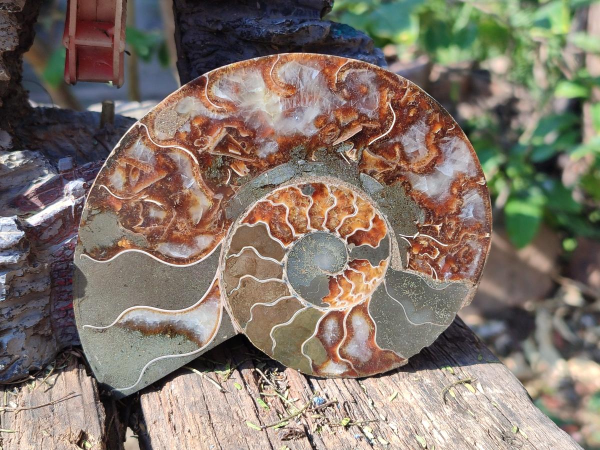 Polished and Natural Opalized Cleoniceras Ammonite Fossil Pairs x 2 From Tulear, Madagascar