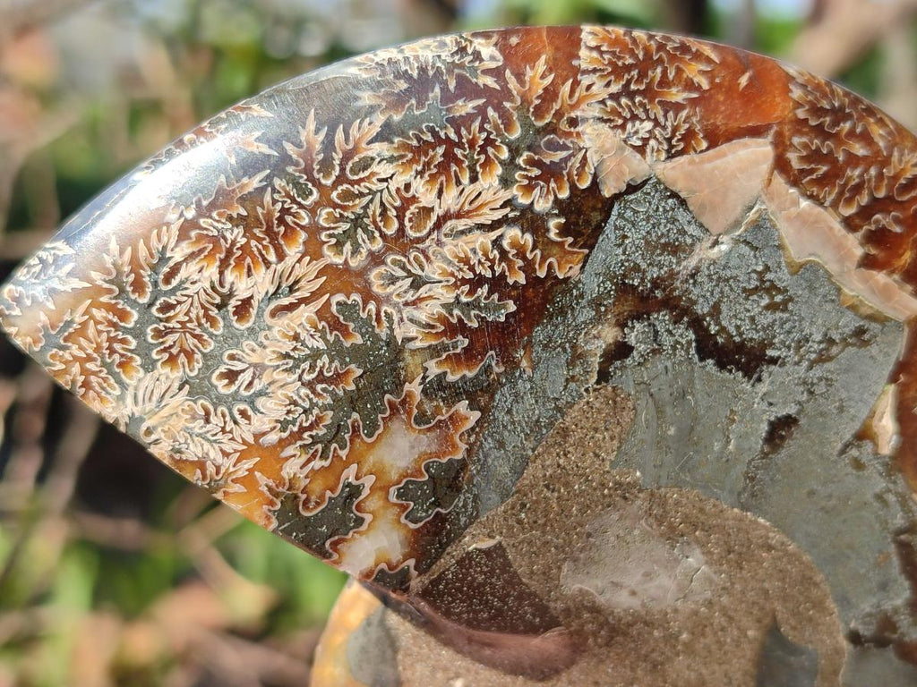 Polished and Natural Opalized Cleoniceras Ammonite Fossil Pairs x 2 From Tulear, Madagascar