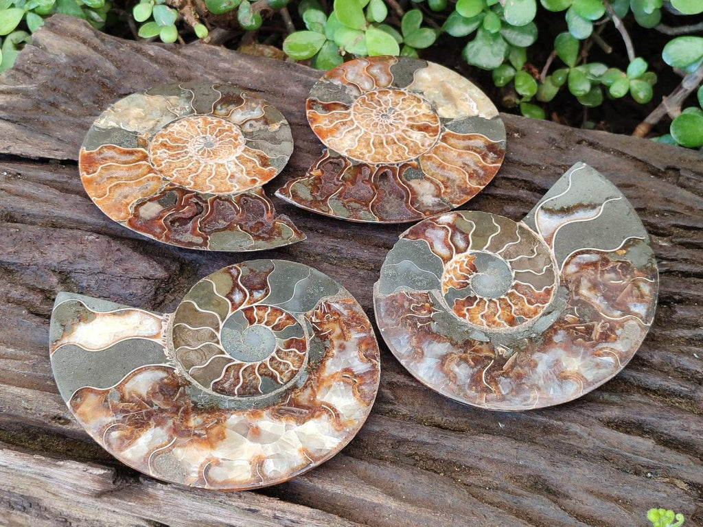 Polished and Natural Opalized Cleoniceras Ammonite Fossil Pairs x 2 From Tulear, Madagascar