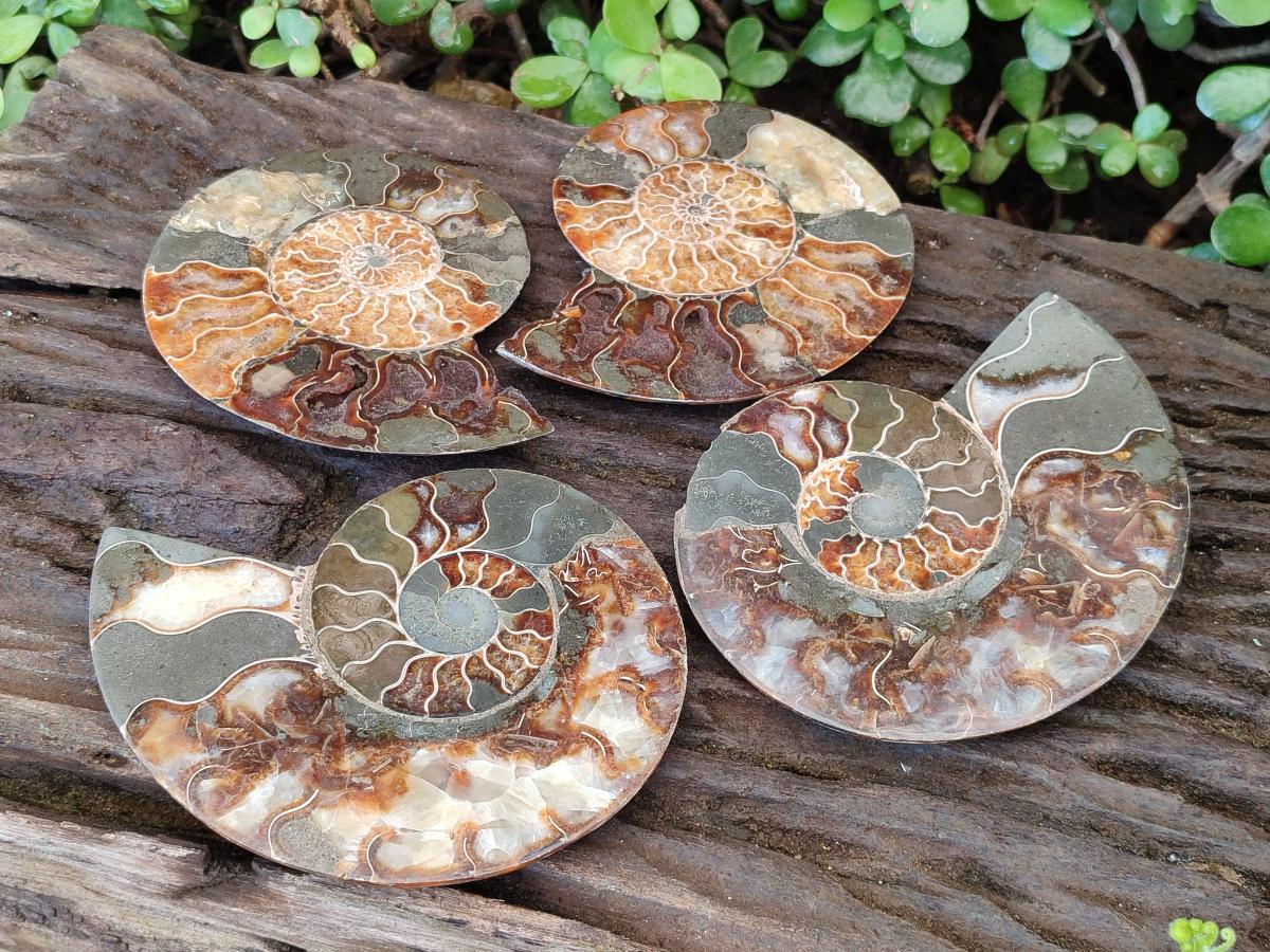 Polished and Natural Opalized Cleoniceras Ammonite Fossil Pairs x 2 From Tulear, Madagascar