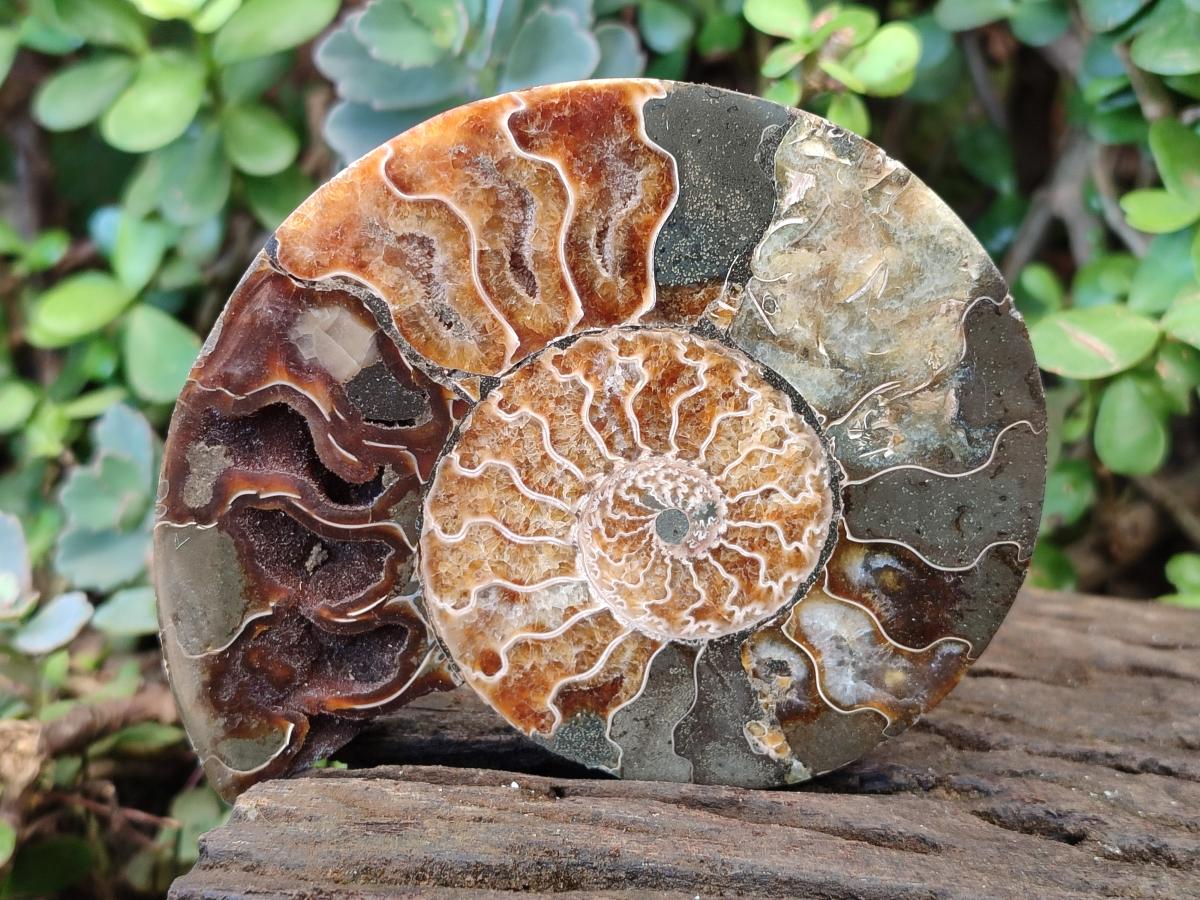 Polished and Natural Opalized Cleoniceras Ammonite Fossil Pairs x 2 From Tulear, Madagascar