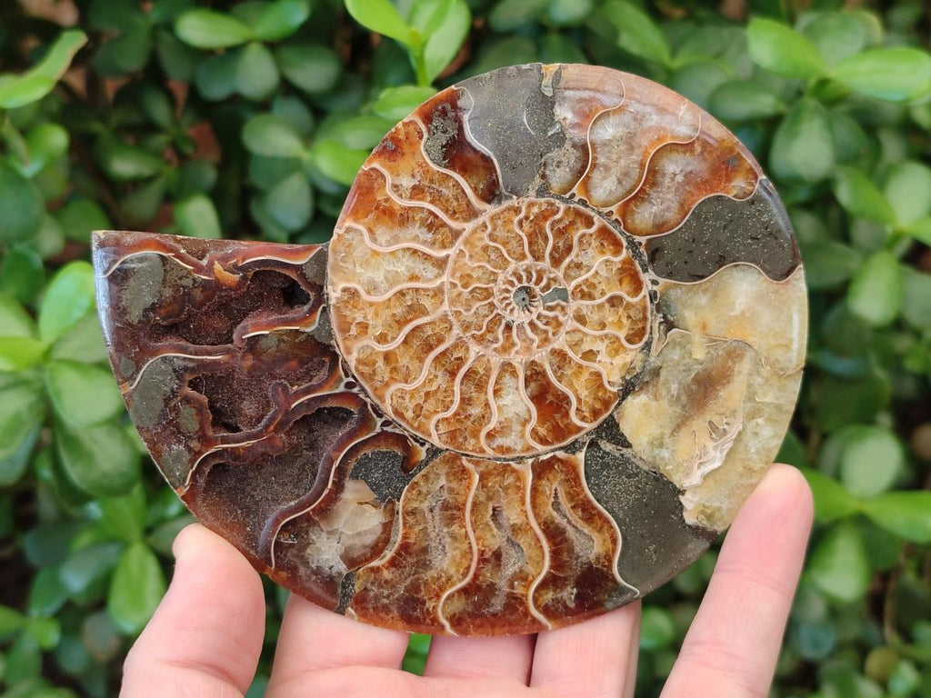 Polished and Natural Opalized Cleoniceras Ammonite Fossil Pairs x 2 From Tulear, Madagascar