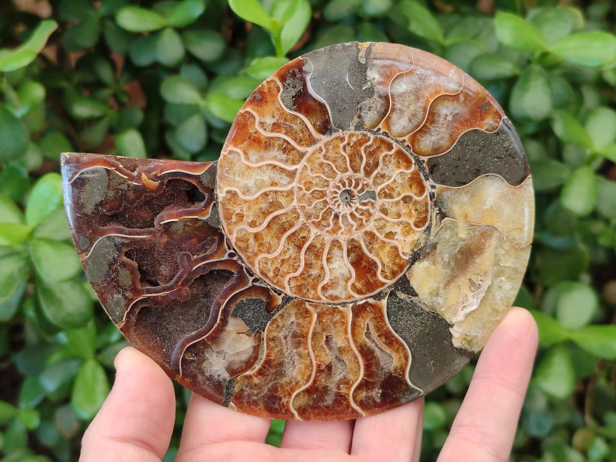 Polished and Natural Opalized Cleoniceras Ammonite Fossil Pairs x 2 From Tulear, Madagascar