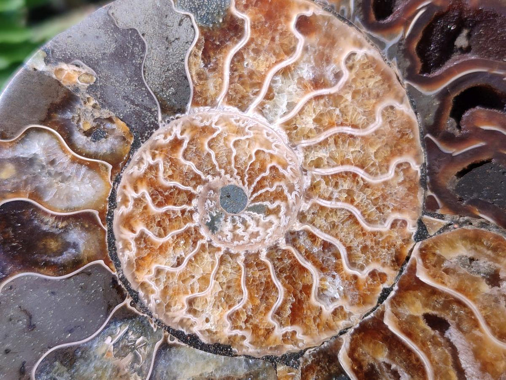 Polished and Natural Opalized Cleoniceras Ammonite Fossil Pairs x 2 From Tulear, Madagascar