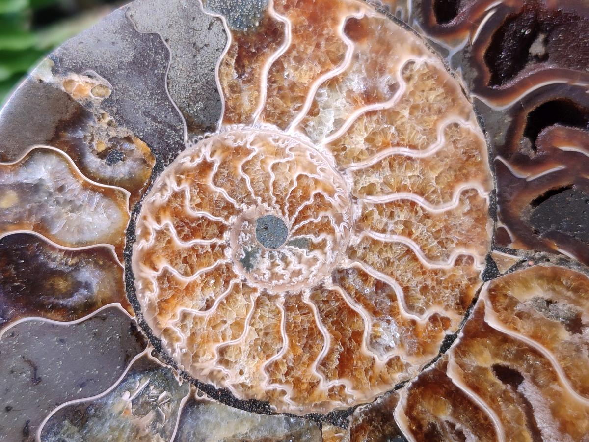 Polished and Natural Opalized Cleoniceras Ammonite Fossil Pairs x 2 From Tulear, Madagascar