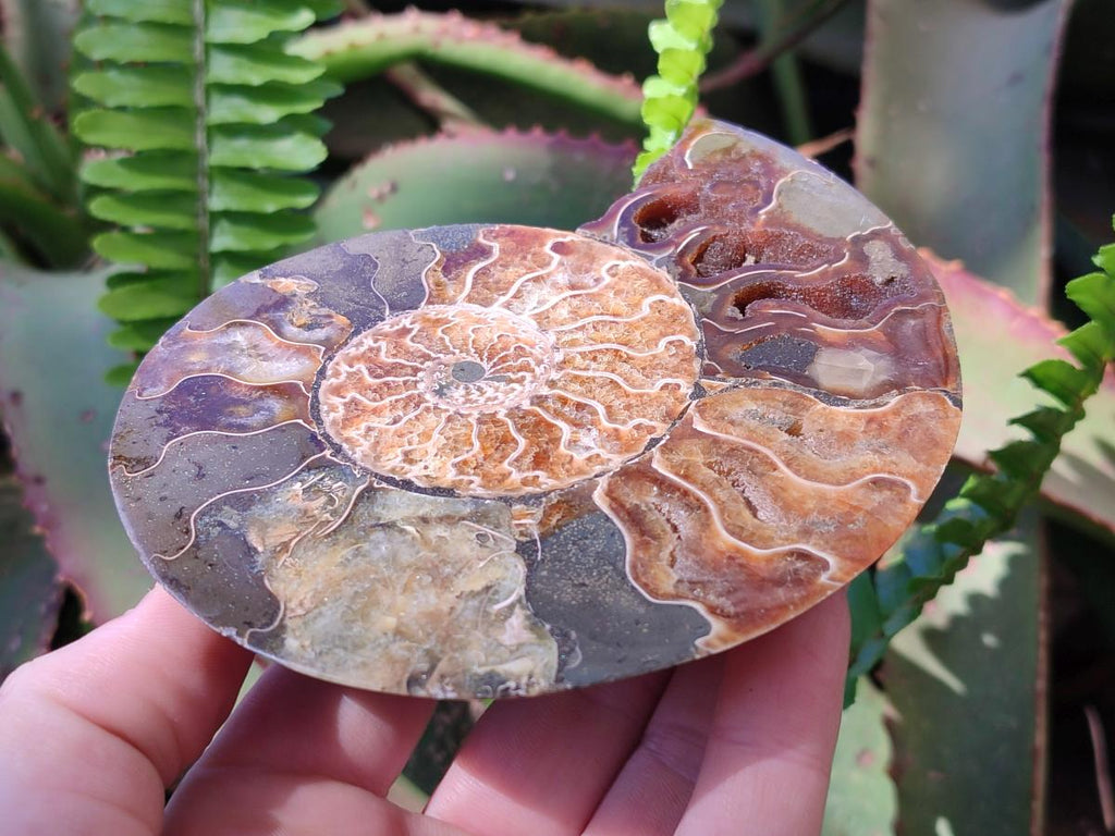 Polished and Natural Opalized Cleoniceras Ammonite Fossil Pairs x 2 From Tulear, Madagascar