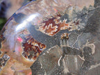 Polished and Natural Opalized Cleoniceras Ammonite Fossil Pairs x 2 From Tulear, Madagascar