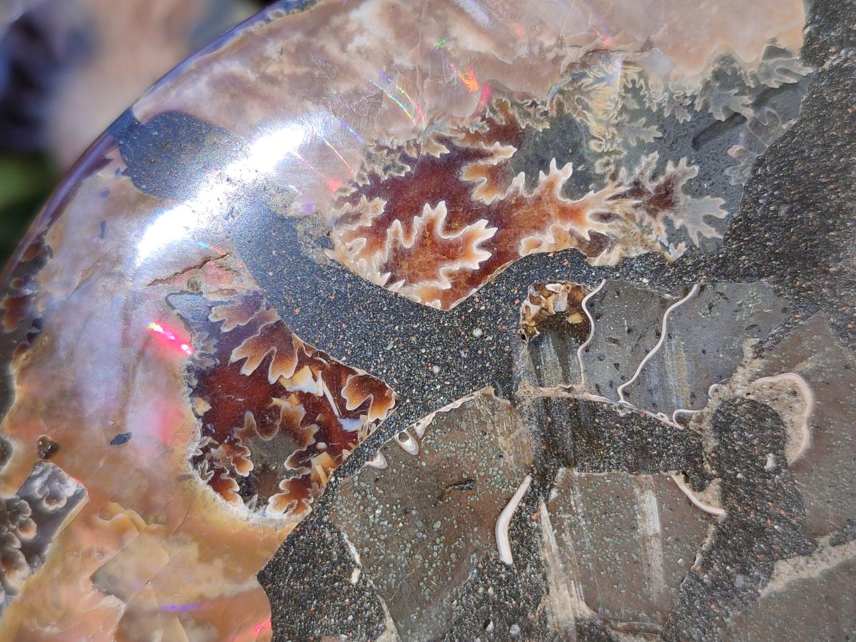 Polished and Natural Opalized Cleoniceras Ammonite Fossil Pairs x 2 From Tulear, Madagascar