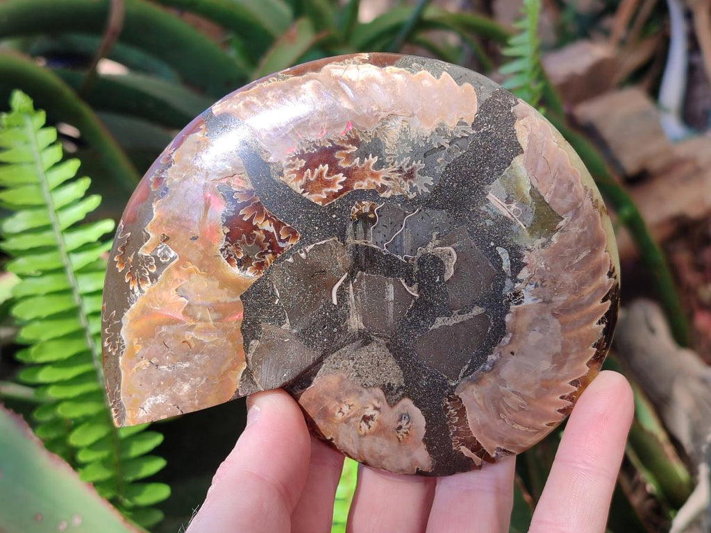Polished and Natural Opalized Cleoniceras Ammonite Fossil Pairs x 2 From Tulear, Madagascar