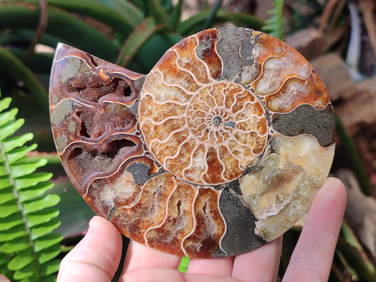Polished and Natural Opalized Cleoniceras Ammonite Fossil Pairs x 2 From Tulear, Madagascar