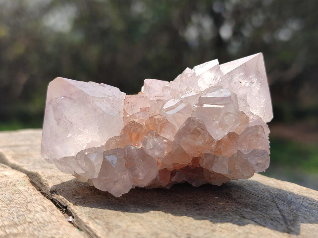 Natural Spirit Amethyst Clusters x 12 From Boekenhouthoek, South Africa