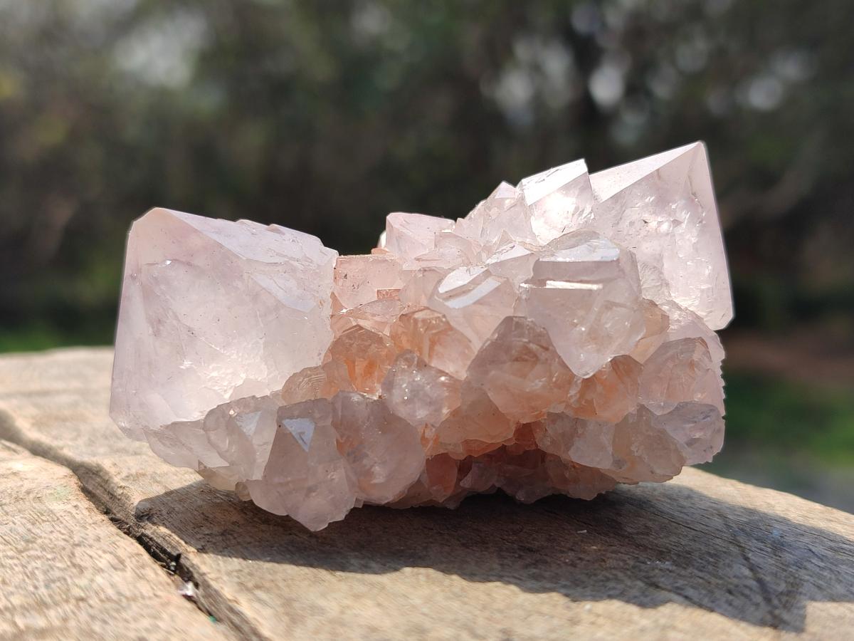 Natural Spirit Amethyst Clusters x 12 From Boekenhouthoek, South Africa