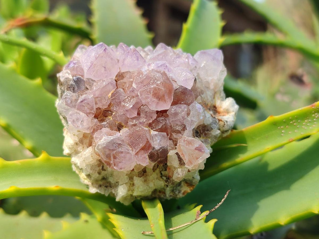 Natural Spirit Amethyst Clusters x 12 From Boekenhouthoek, South Africa