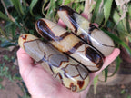 Polished Septerye Massage Wands x 6 From Mahajanga, Madagascar