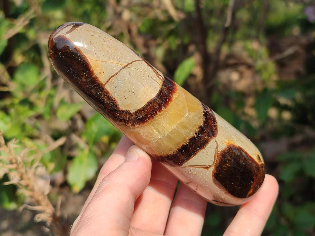 Polished Septerye Massage Wands x 6 From Mahajanga, Madagascar