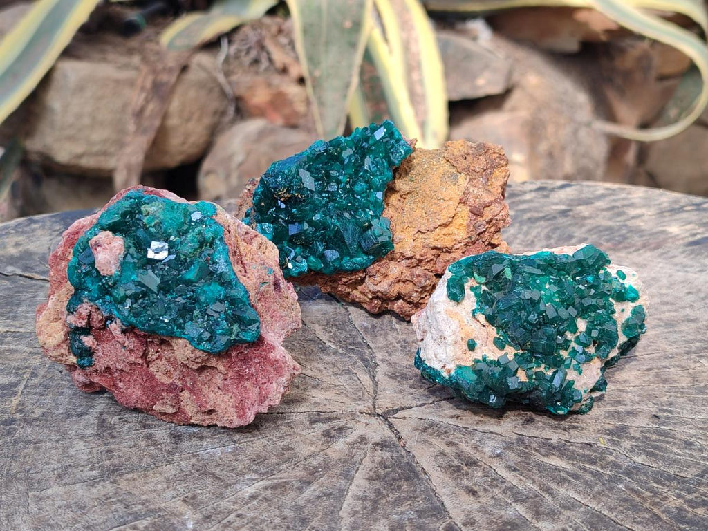 Natural Cabinet Size Dioptase on Dolomite Specimens x 3 From Mashamba East Mine, Congo