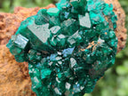 Natural Cabinet Size Dioptase on Dolomite Specimens x 3 From Mashamba East Mine, Congo
