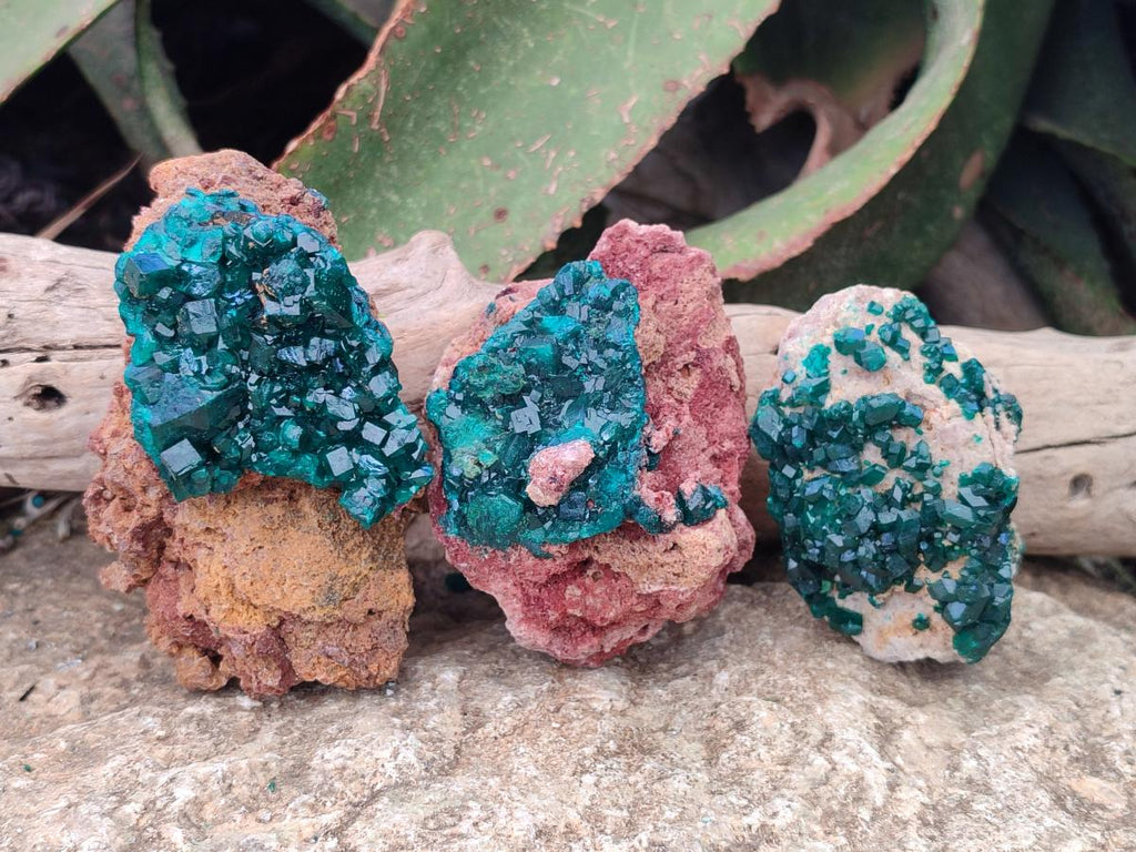 Natural Cabinet Size Dioptase on Dolomite Specimens x 3 From Mashamba East Mine, Congo