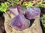Natural Dark Purple Jacaranda Amethyst Single Crystals x 12 From Mumbwa, Zambia