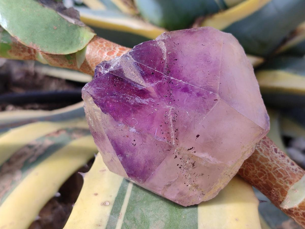 Natural Dark Purple Jacaranda Amethyst Single Crystals x 12 From Mumbwa, Zambia