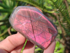 Polished Sunset Flash Labradorite Standing Display Pieces x 12 From Madagascar